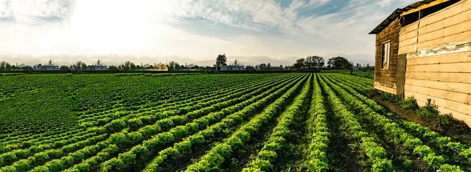 agricultura campo de siembra