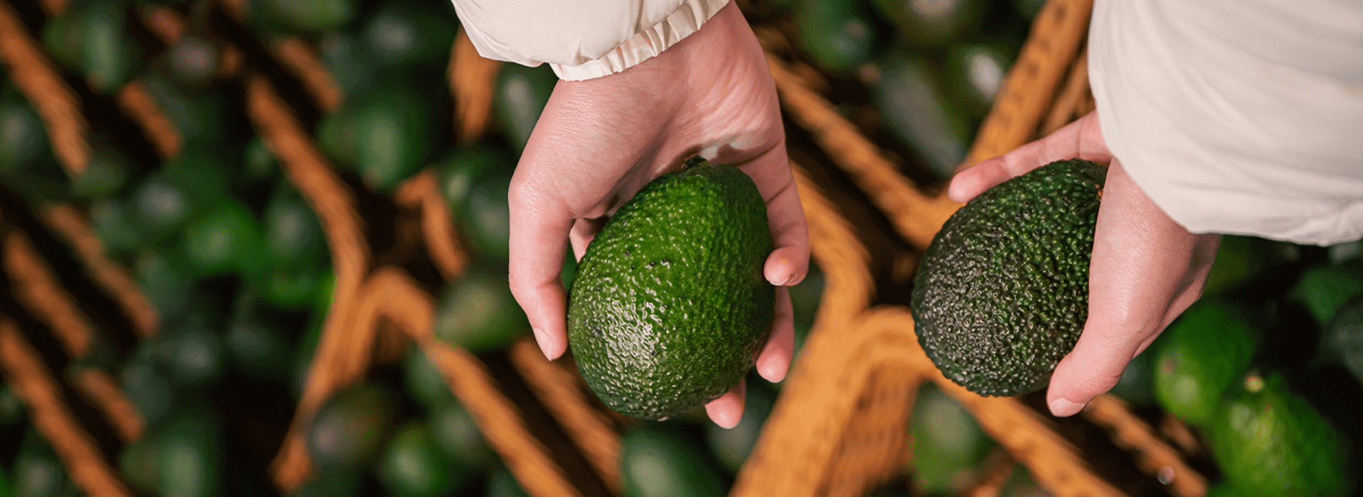 manos sosteniendo aguacates industria agricola y produccion