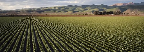 campo de siembra de aguacates tu estas a cargo