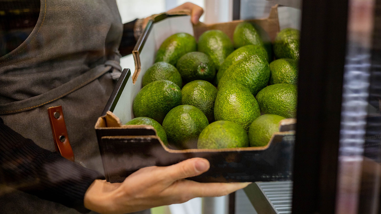 Exportar aguacate: cómo maximizar tus ganancias en el mercado global
