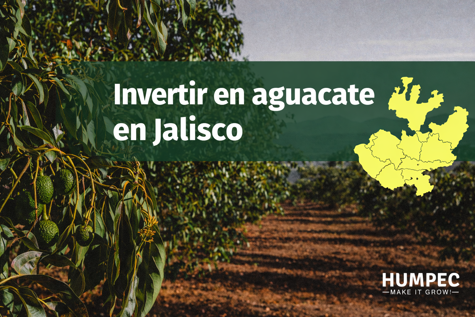 Invertir en aguacate en Jalisco: Por qué es una de las mejores inversiones agrícolas en México