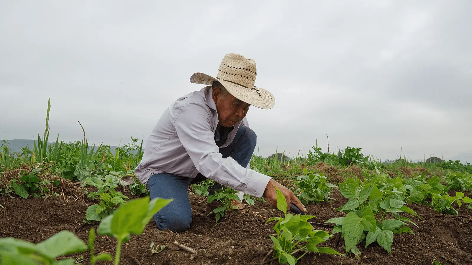 Los 5 productos agrícolas más exportados de México