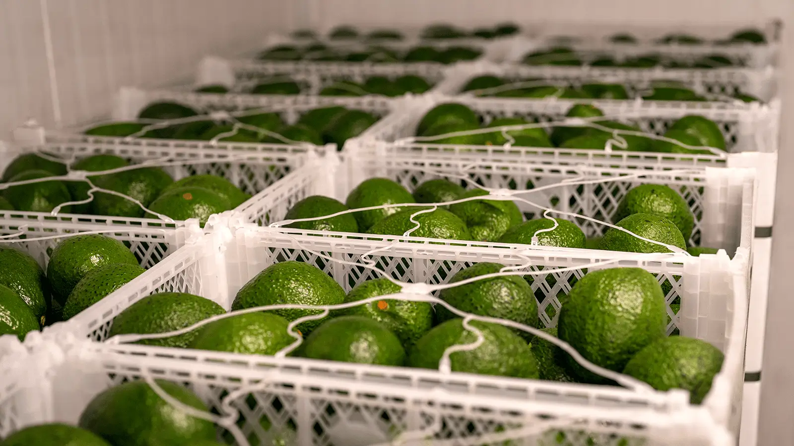 Los principales importadores de aguacate mexicano en el mundo