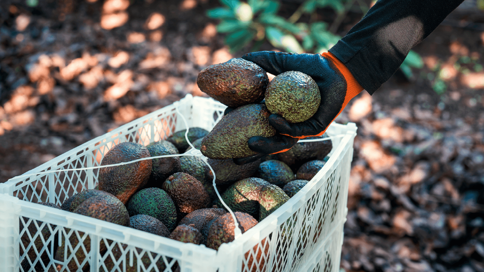 La mejor forma de invertir en México: adquiere huertas de aguacate