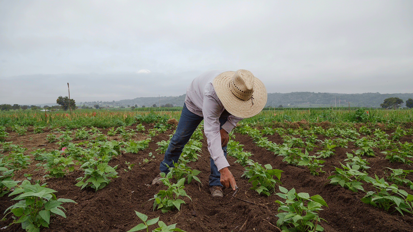 Diversificación agrícola para inversionistas mexicanos