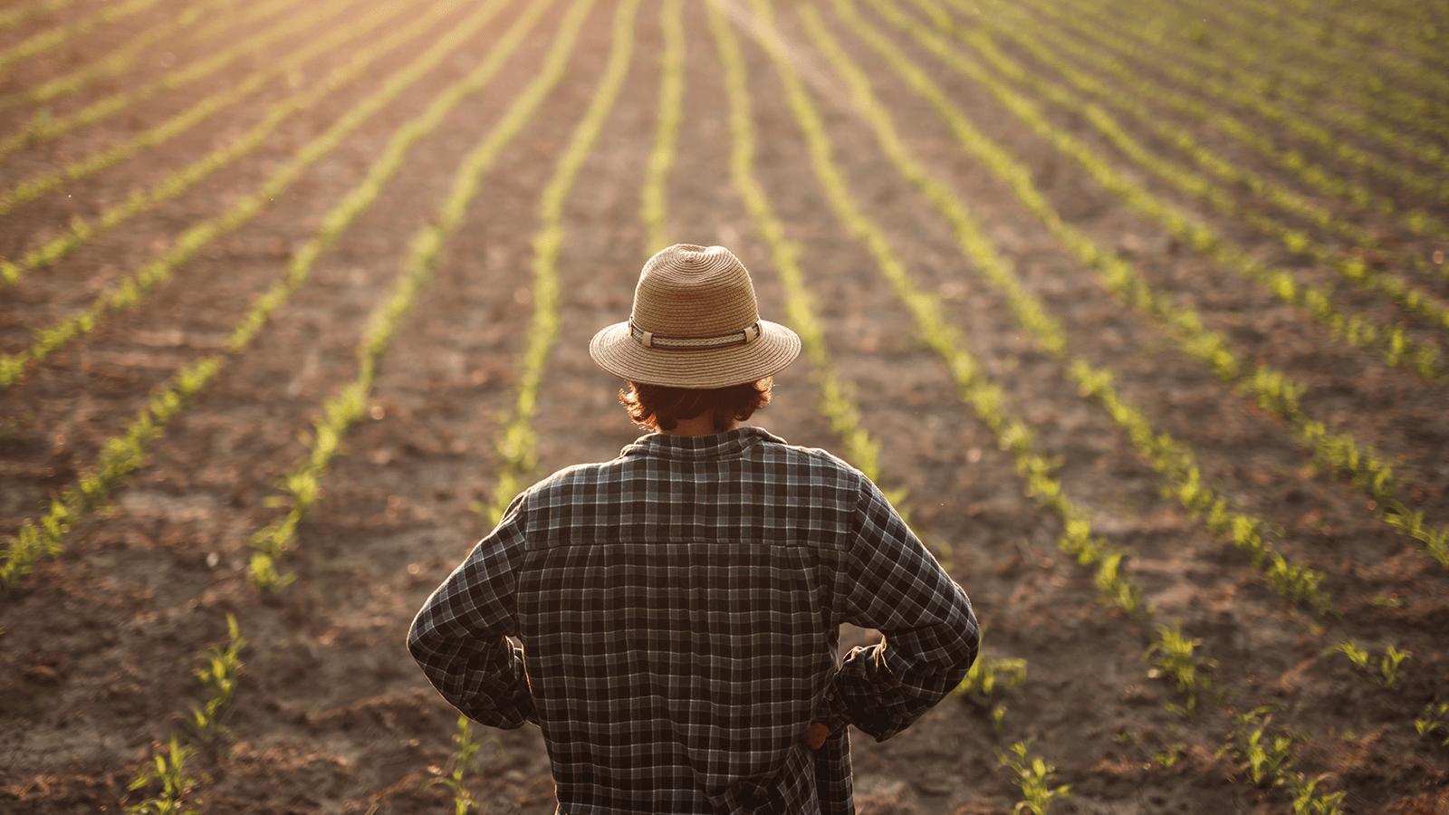 Formas de Invertir en proyectos de agricultura en México