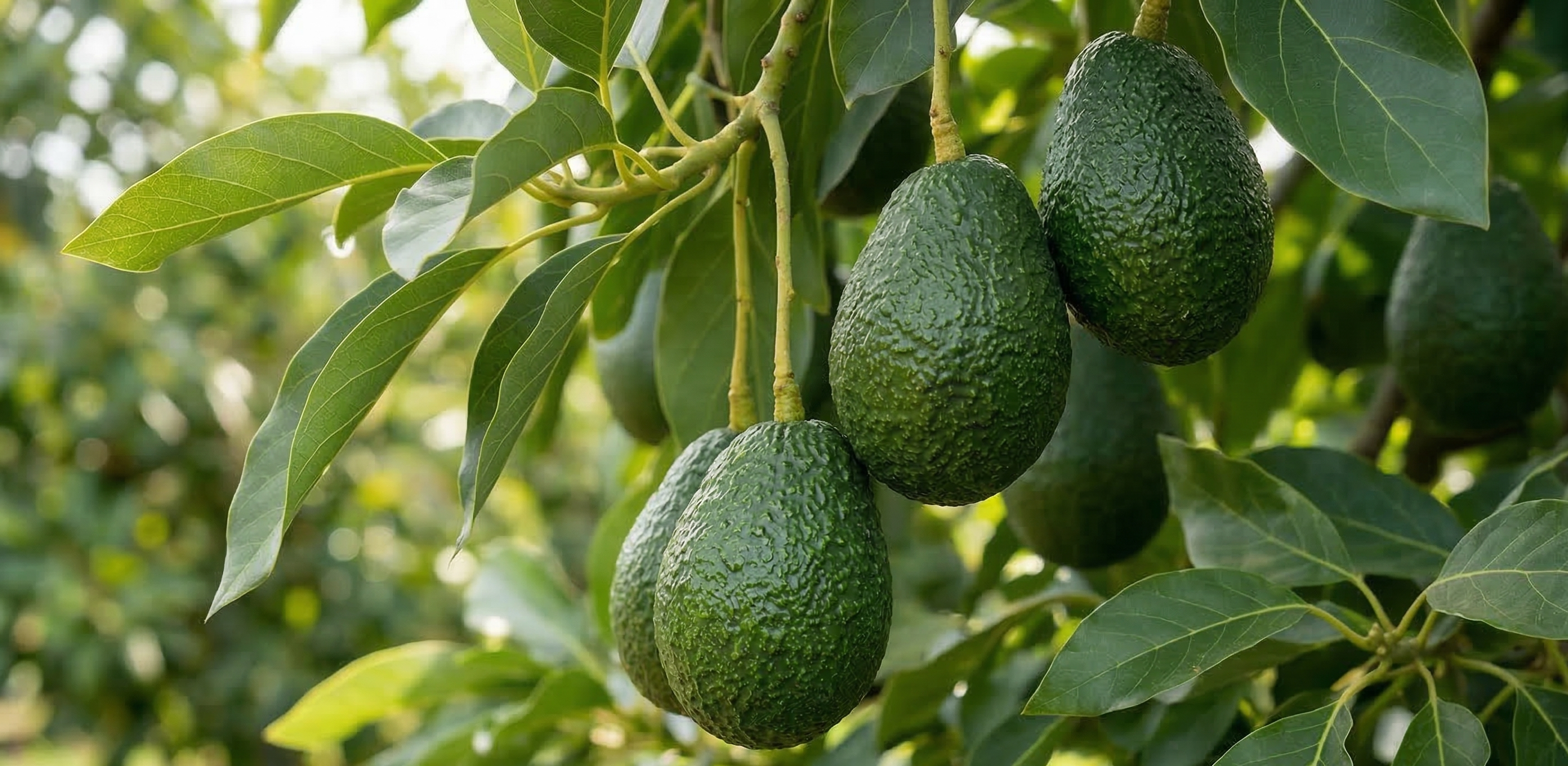 Invertir en aguacate en Jalisco: Por qué es una de las mejores inversiones agrícolas en México